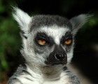 Lazy_Lemur